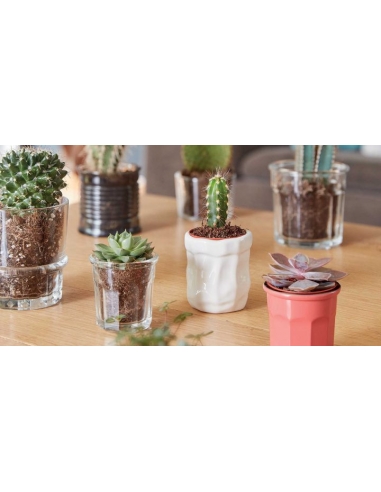 CARNAVAL CORAIL VERRE FB 9